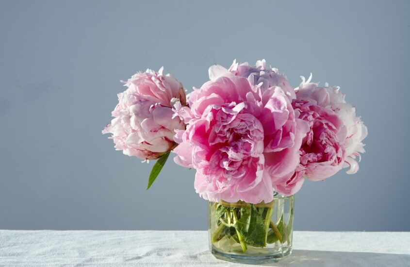 closeup-shot-gorgeous-pink-peonies-short-glass-jar-gray-table