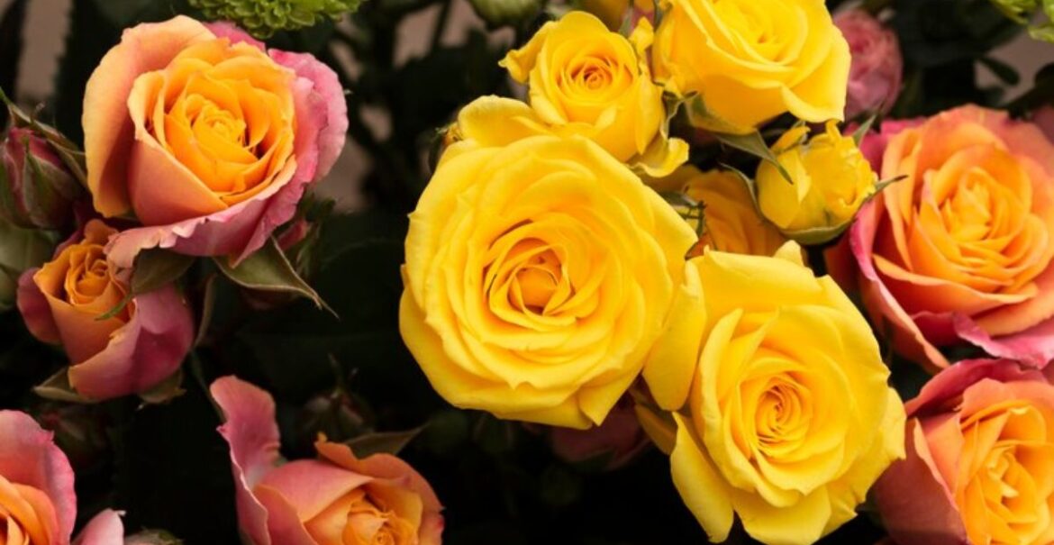 flat-lay-beautifully-bloomed-colorful-rose-flowers