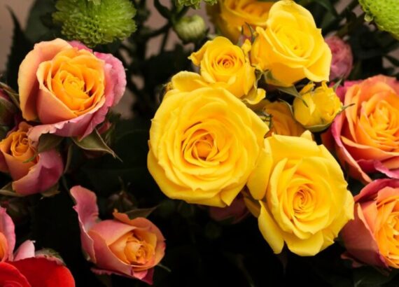 flat-lay-beautifully-bloomed-colorful-rose-flowers