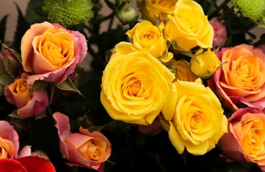 flat-lay-beautifully-bloomed-colorful-rose-flowers