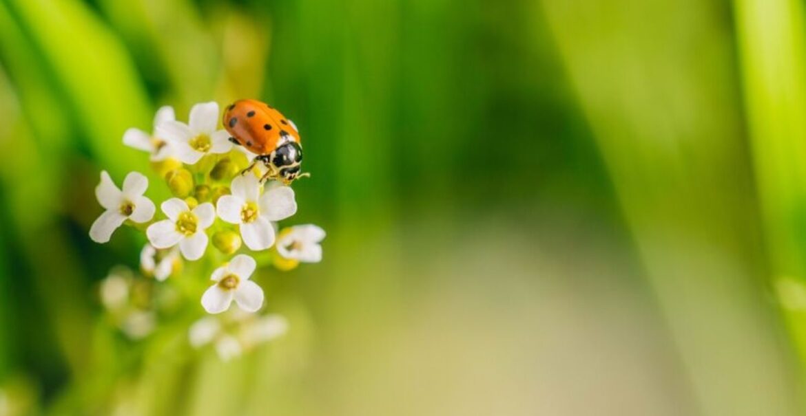 selective-focus-shot-ladybird-beetle-flower-field-captured-sunny-day