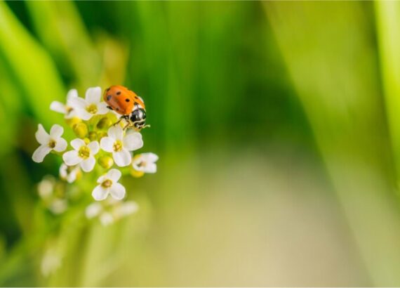 selective-focus-shot-ladybird-beetle-flower-field-captured-sunny-day