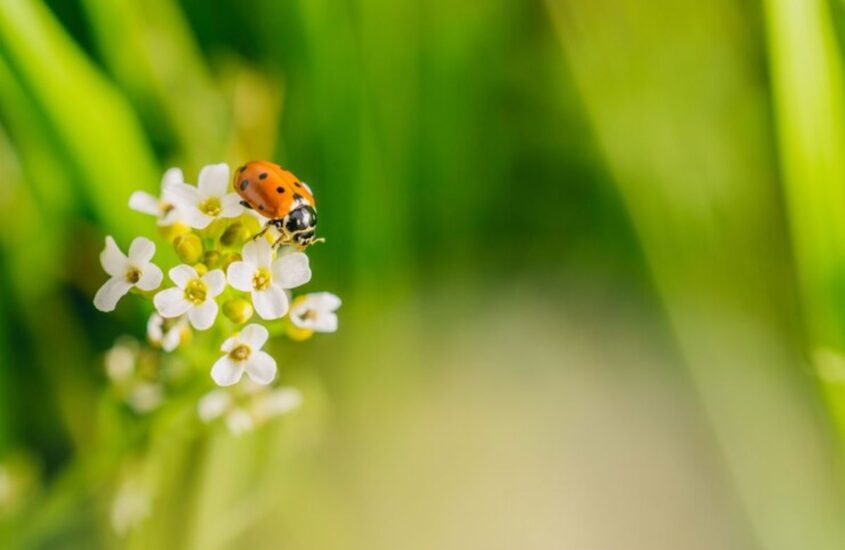 selective-focus-shot-ladybird-beetle-flower-field-captured-sunny-day