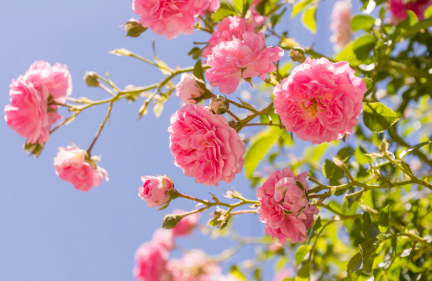 beautiful-blooming-pink-roses