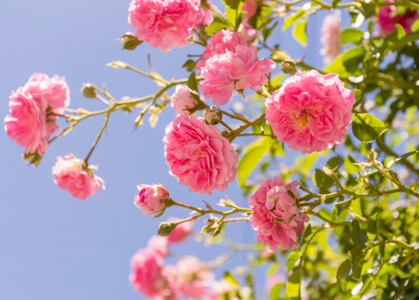 beautiful-blooming-pink-roses