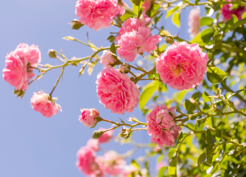 beautiful-blooming-pink-roses