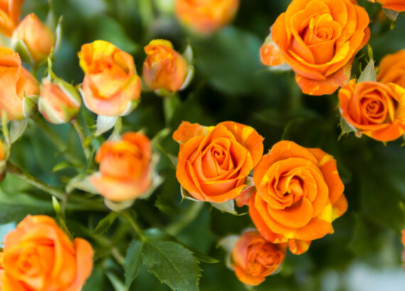 beautiful-blooming-roses