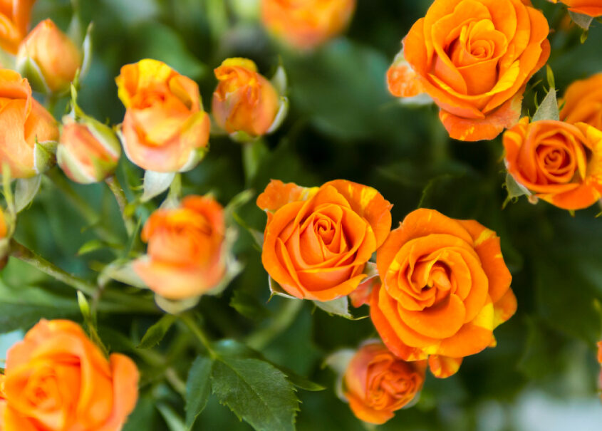 beautiful-blooming-roses