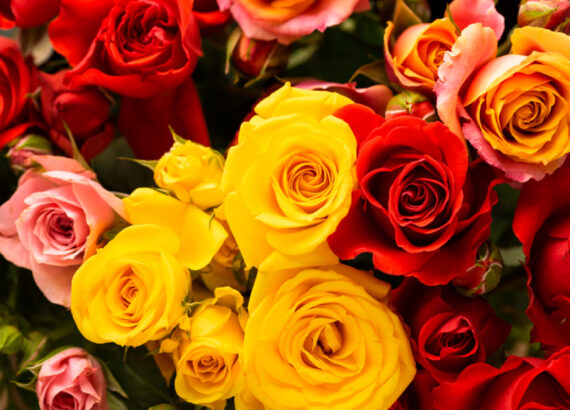 flat-lay-beautifully-bloomed-colorful-rose-flower
