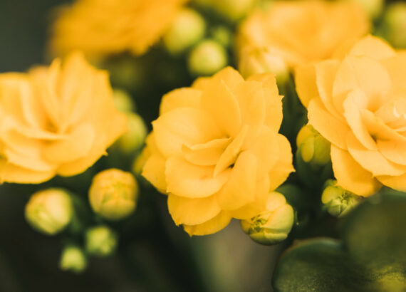fresh-beautiful-peony-flowers