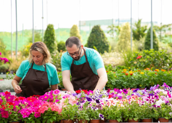 gardeners-caring-petunia-flowers
