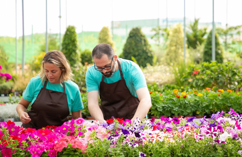 gardeners-caring-petunia-flowers