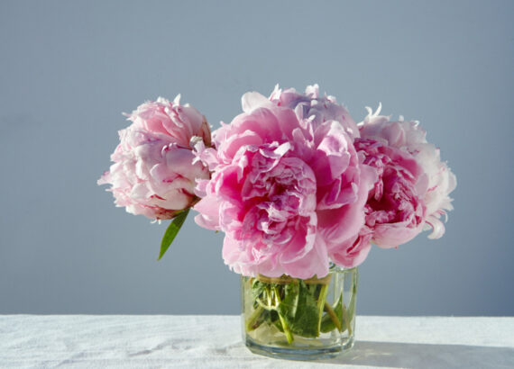 gorgeous-pink-peonies