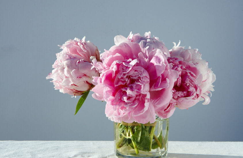 gorgeous-pink-peonies