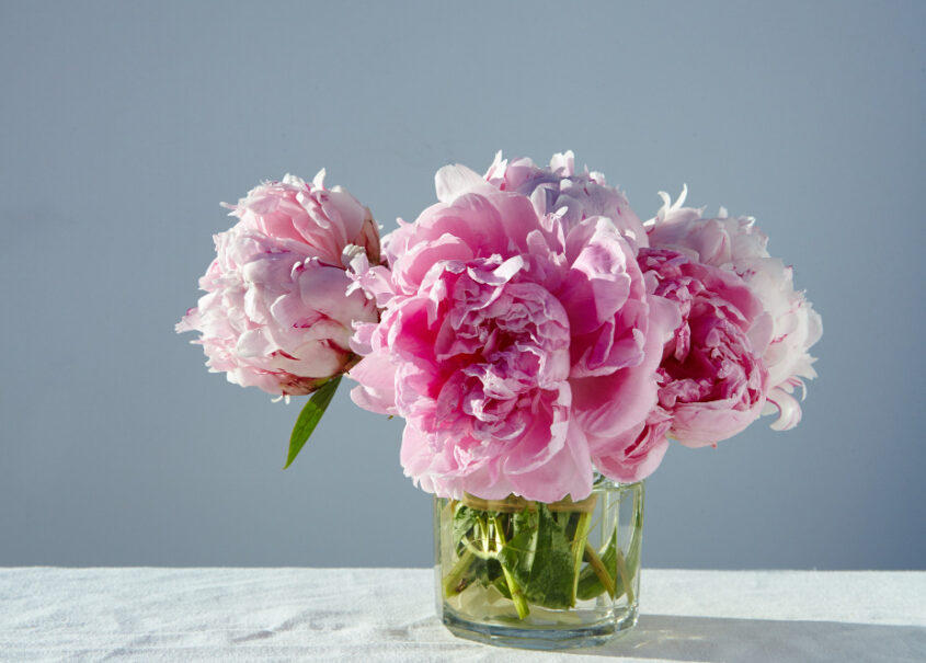 gorgeous-pink-peonies