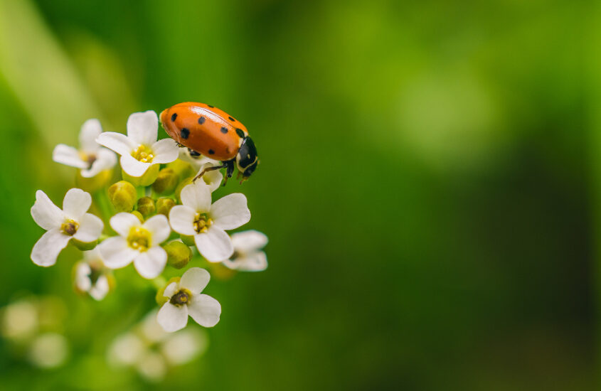 ladybird-beetle-flower-field