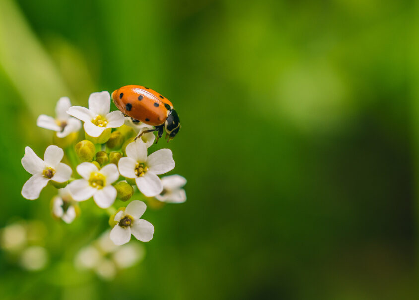 ladybird-beetle-flower-field